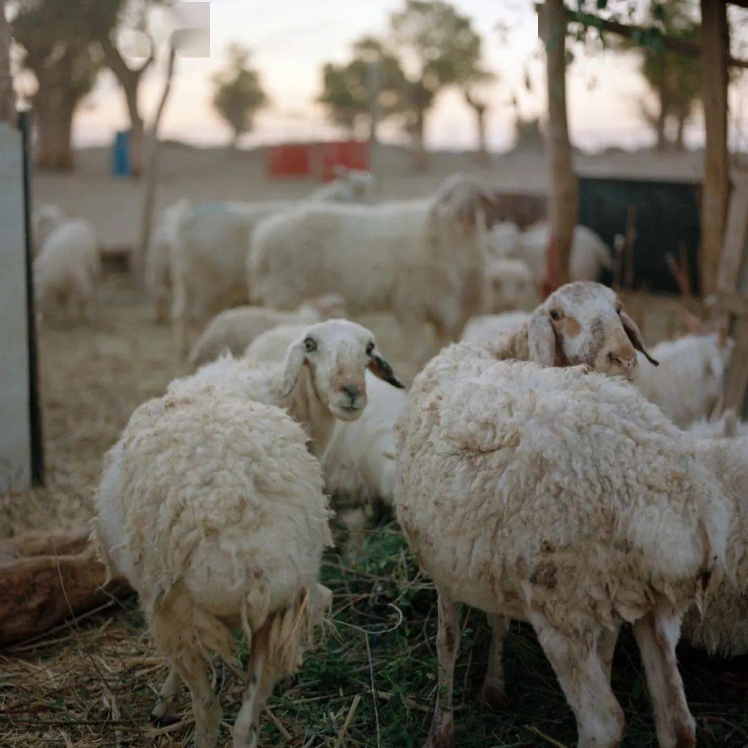 zhang boyuan, sheepfold   2018.