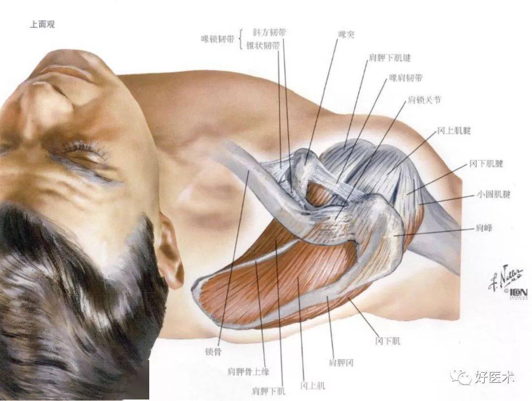 【收藏】最全肩关节解剖及查体方法汇总_韧带