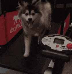 精选搞笑GIF:皇上你的龙轿呢?