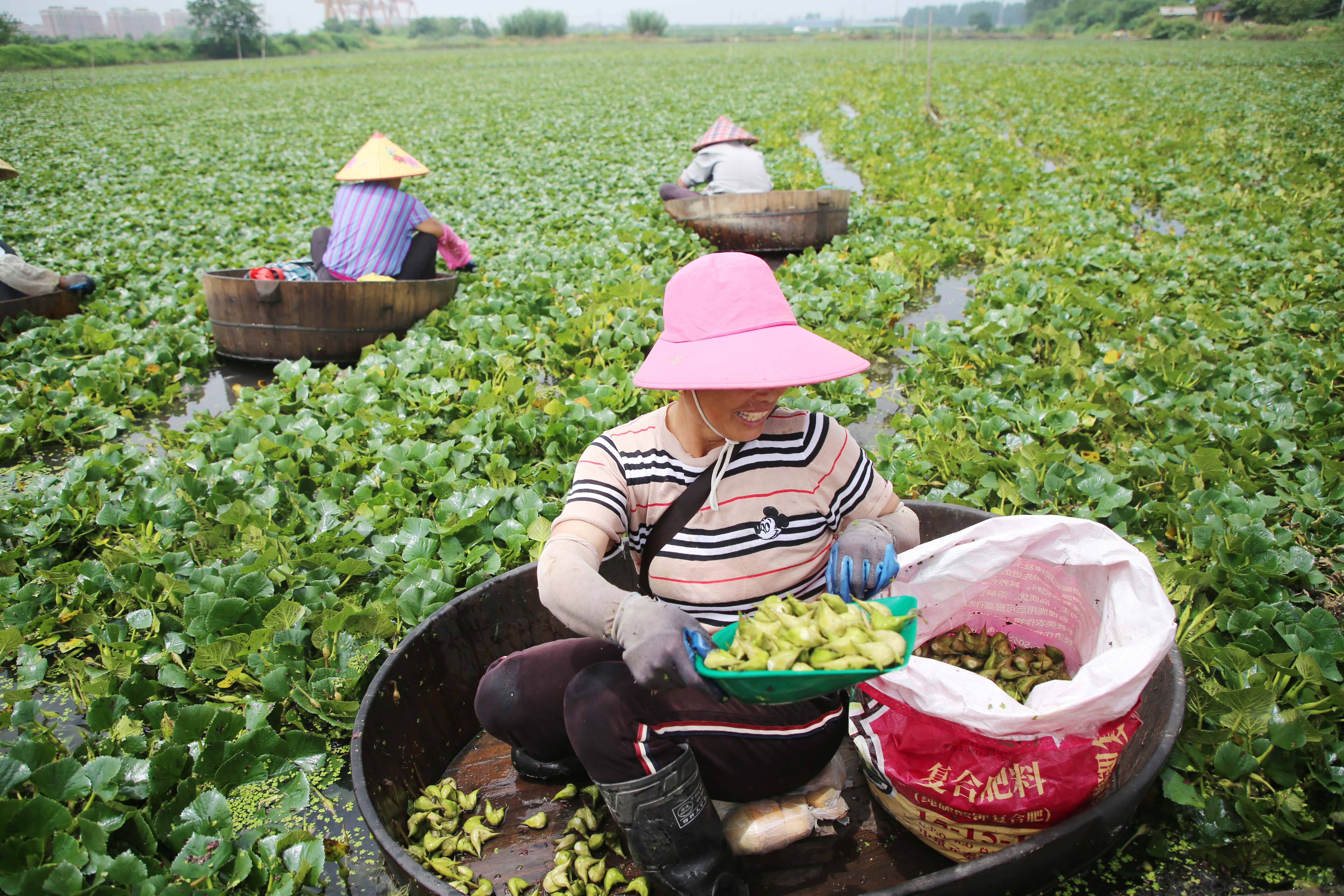 江苏泰州:水乡采菱忙