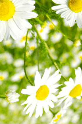 毛孔|原来想要拥有干净、清透的“初恋素颜脸”，只需要做好这一步！