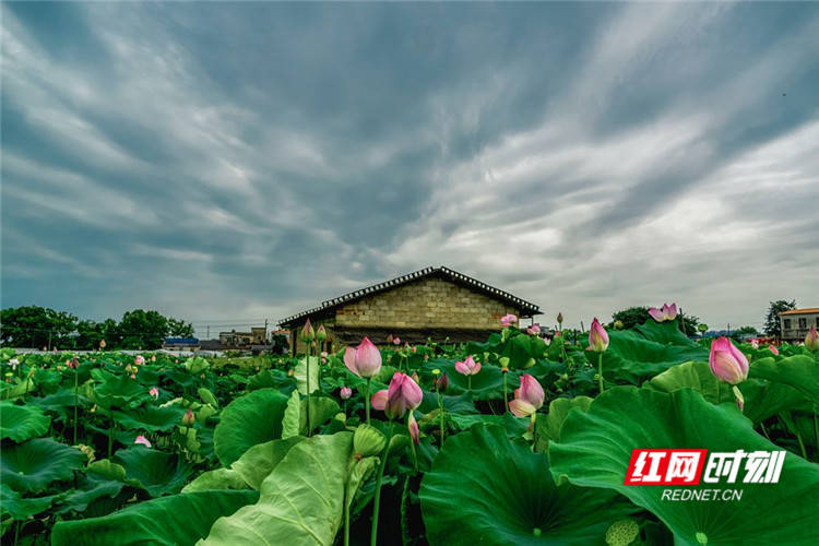 盛夏七月,长沙市苏家托荷花田的5000多亩荷花进入了盛开时节,满塘荷花