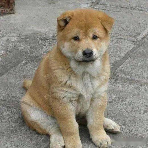 旺家的狗狗会有这5个特点,是你家狗狗么?_黄狗