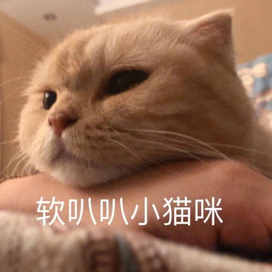 网红猫咪橘猫沙梨表情包第十弹