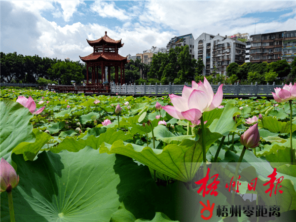 梧州市民近日发现,经过翻新后的梧州市潘塘公园荷花池焕然一新,成为
