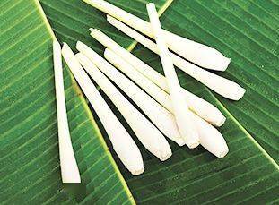 日本|这个夏天日本人都是怎么防蚊子的？