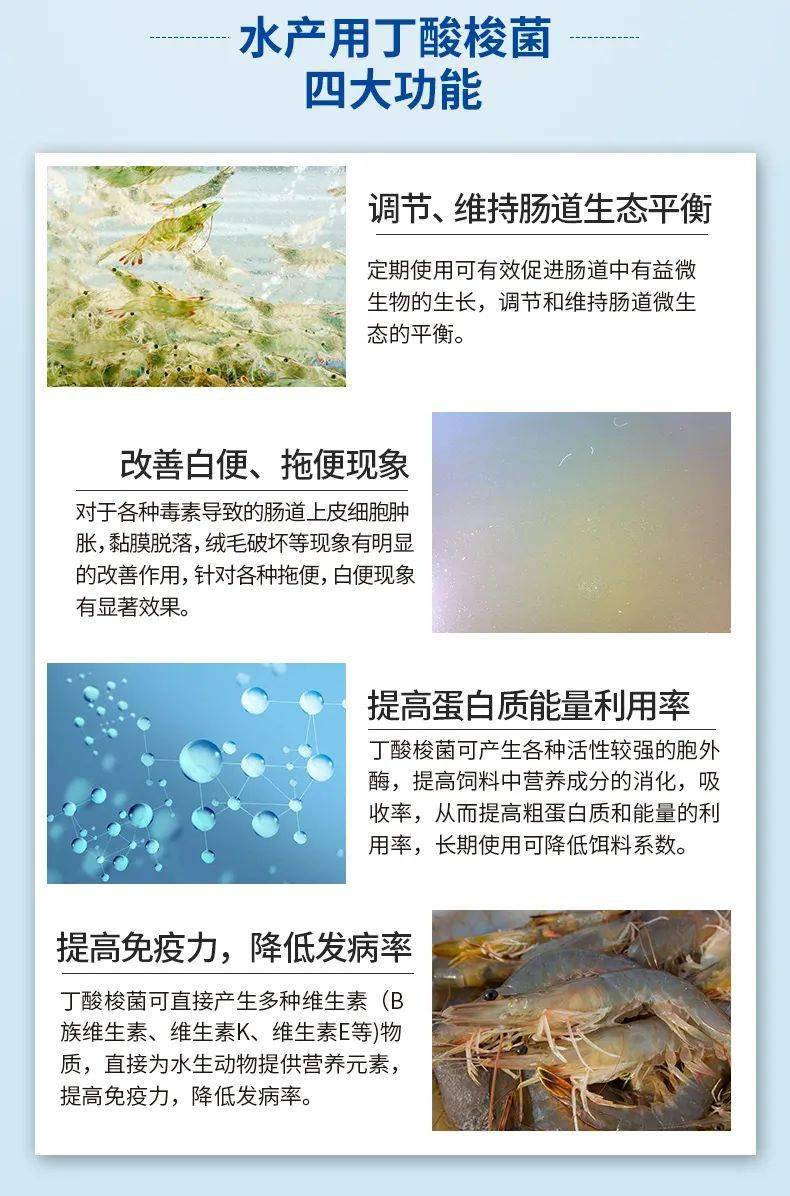 对虾白便预防神器丁酸梭菌效果好