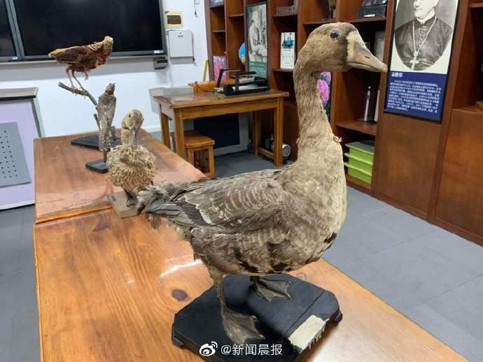 特级|标本师上门“整容手术”即刻安排！102岁特级老师再也不用为60岁的TA们操心了……