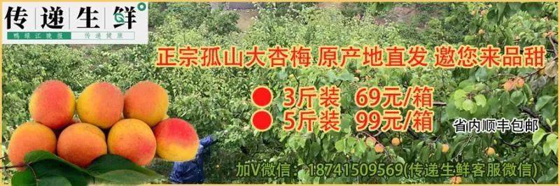 传递生鲜 | 大孤山杏梅等你尝!