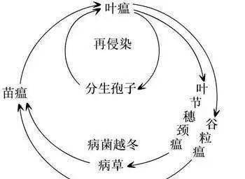 c82d509f1fef4418ba20006c8e9884eb.jpeg