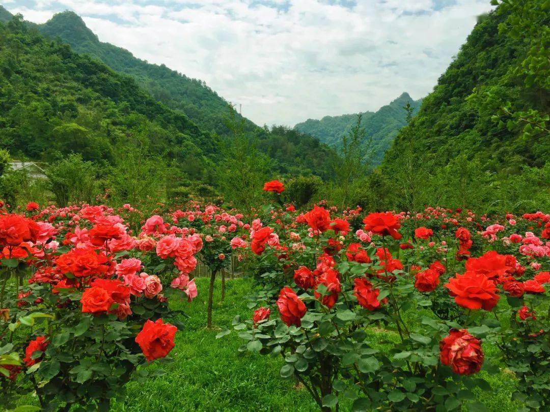 走进竹山,玩转太和梅花谷 畅游圣水湖,探秘上庸古国 政府补贴,景区