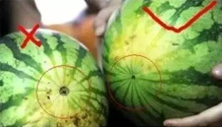 榴莲怎么看果实大不大