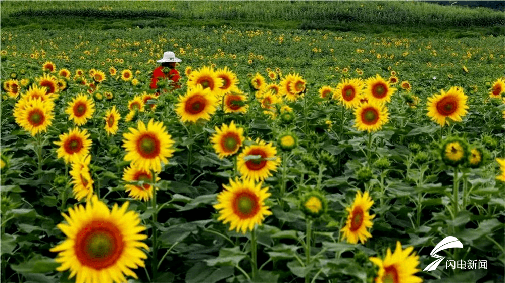 放眼望去,向日葵花朵好似铺满了整个大地,成为夏日里最耀眼夺目的风景