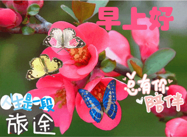 最暖心的早晨好问候祝福语图片 早上好问候祝福美女表情包图片大全