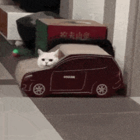 聊天表情包 | 动态猫狗表情包-04