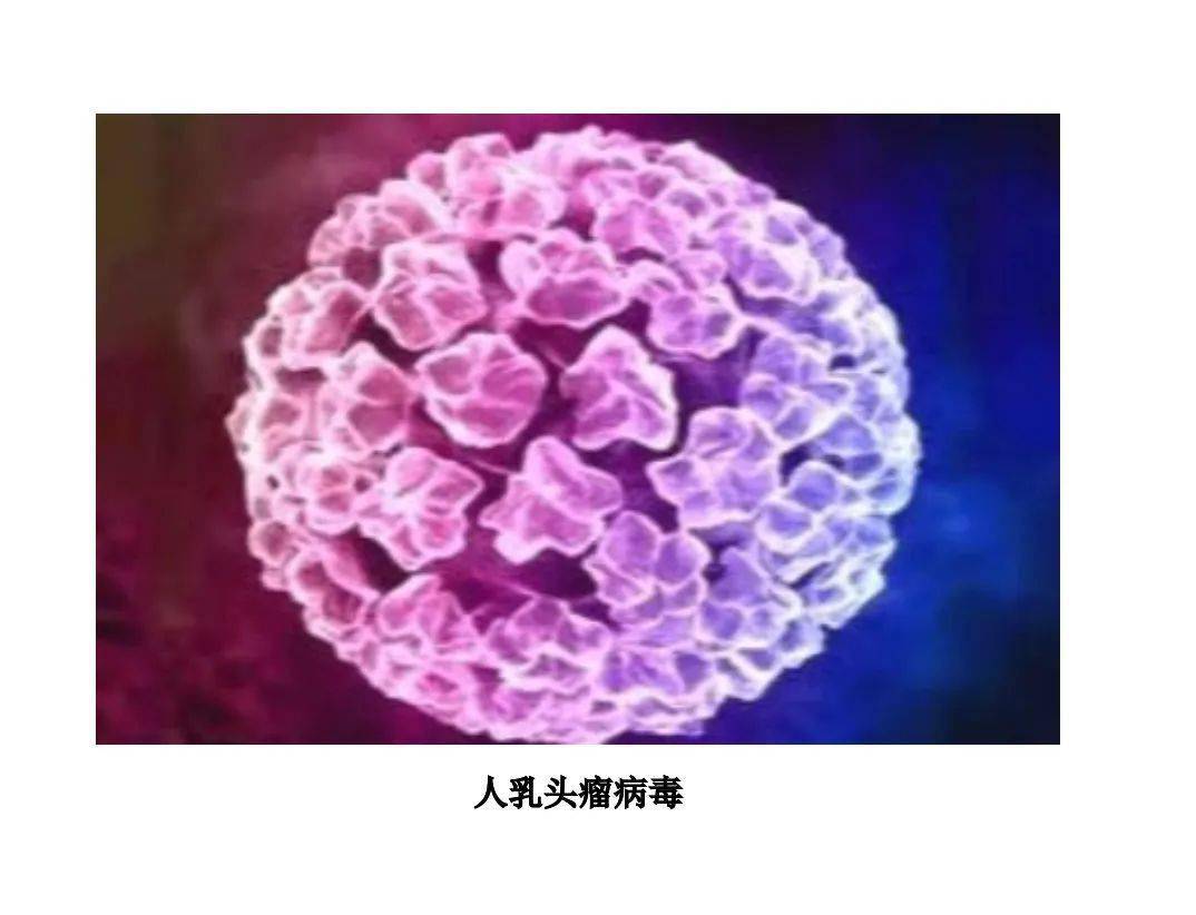 商丘市中医院pcr实验室开展37种人乳头瘤病毒(hpv)分型检测