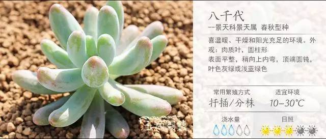 多肉种子发芽后如何养护 ac8e727216e14bd08b92a0dcc51100ab.jpeg