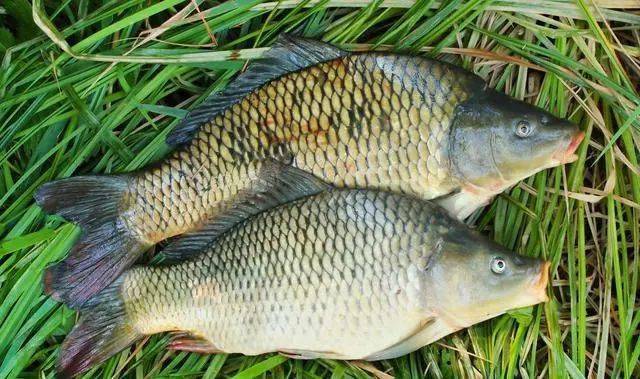 时候|有饵料就能钓好鱼，错！还得准备好这些夏季夜钓