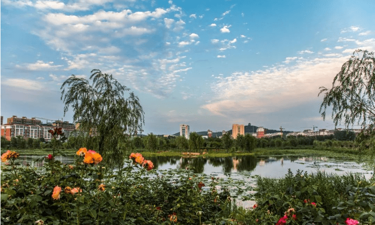 彩霞飘满天,玫瑰湖湿地美出新高度_平阴县