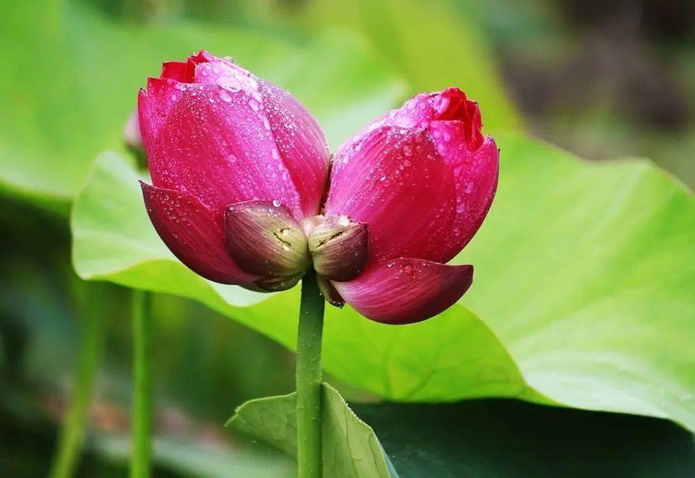 并蒂莲花开好运自然来