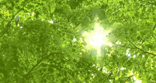 49881845dc344b1eb7aecf85a633d845.gif