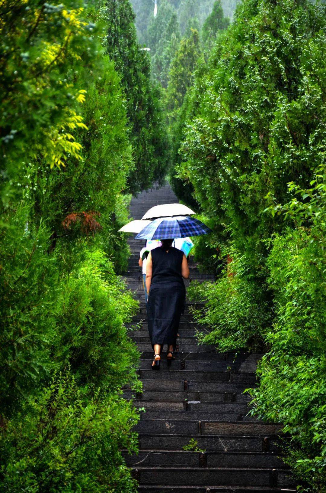 雨中凤凰山景色别样好