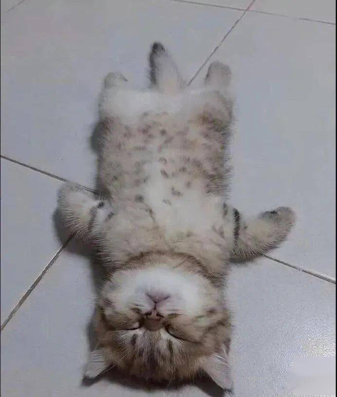 小猫咪躺在地上一动不动,甚至连铲屎官进门都没有任何反应.