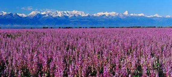 新疆花海的美,这下真的藏不住了!