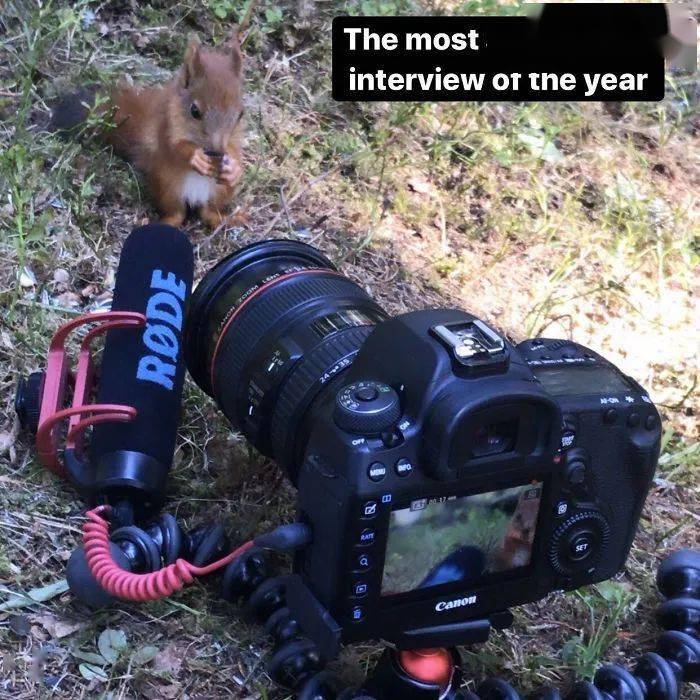 超萌松鼠“吃播”刷爆推特，摄影师揭露背后真相
