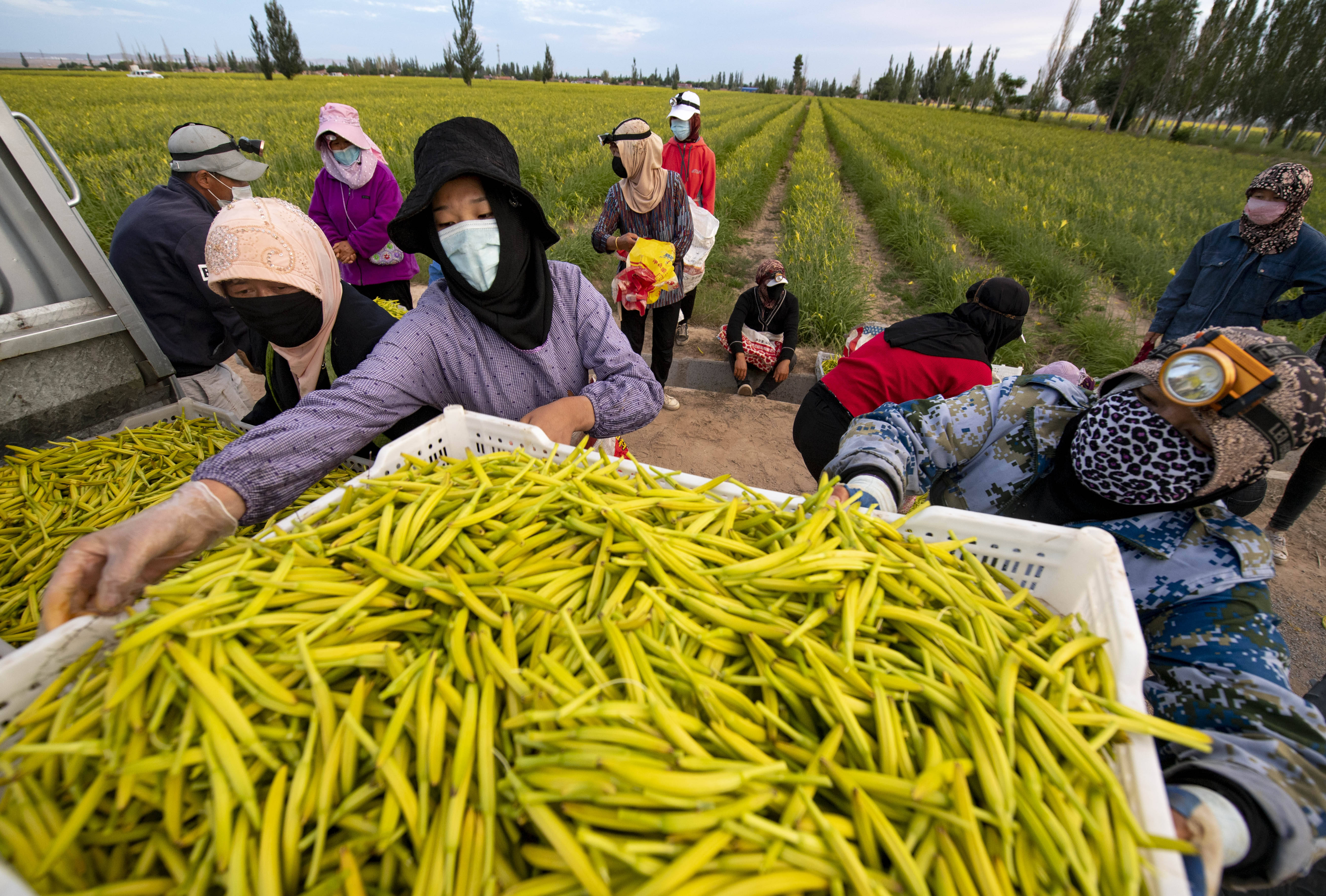 宁夏盐池:黄花菜开出金色致富路