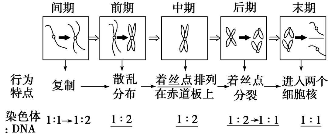 核dna,染色体及染色单体数目变化规律(以二倍体为例)  数量变化