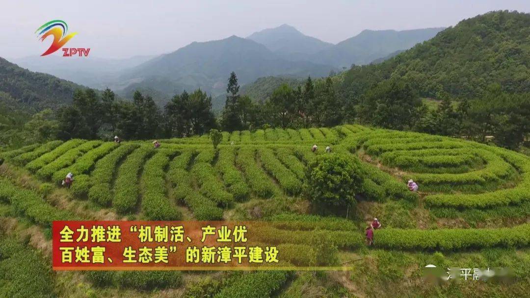 漳平市南洋镇:"一片绿叶"带富了一方百姓