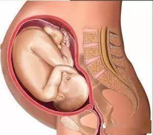 妈妈们怀孕后都很关心小胎儿每个月的发育状况,胎宝宝在妈妈的腹中会
