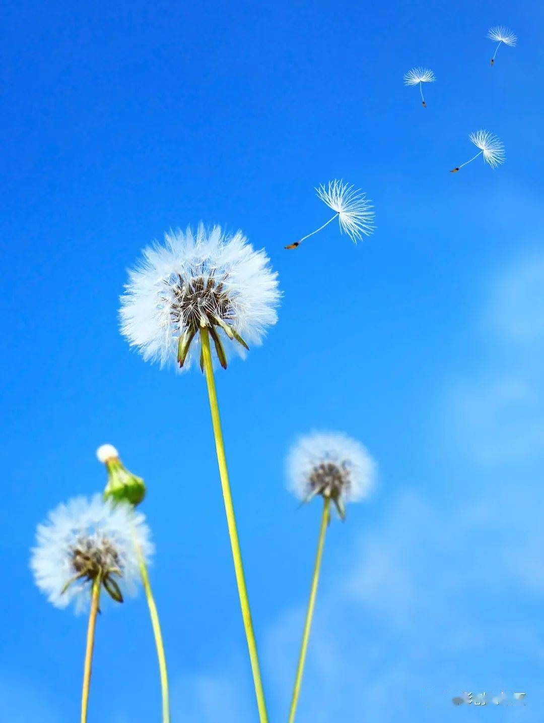 小黄花是蒲公英吗 ef270dc6c8c34d7b88be67a1bc605e17.jpeg