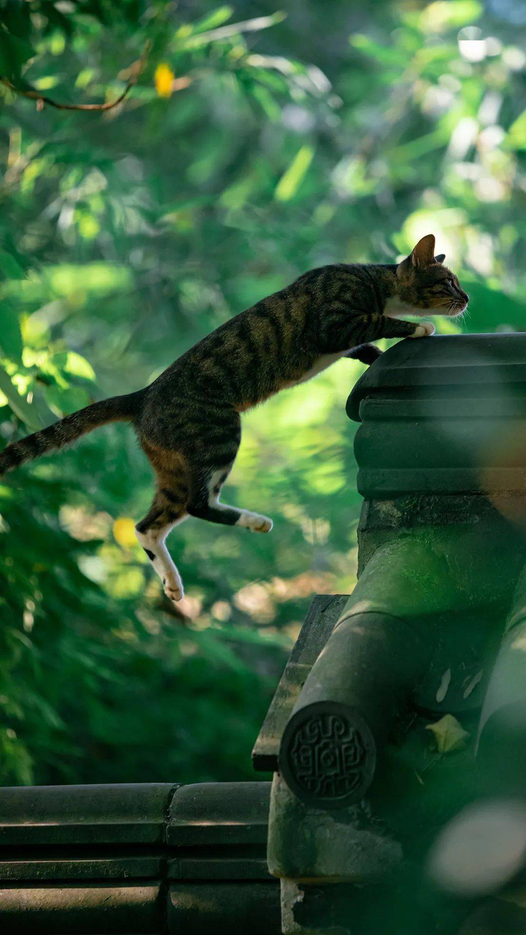 盛夏猫影,一组清凉的猫壁纸分享给大家!