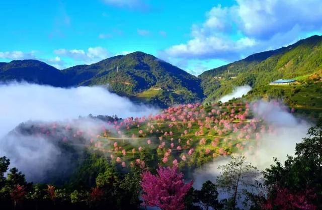 云南最美的10大花海，每个季节都有不同的美丽
