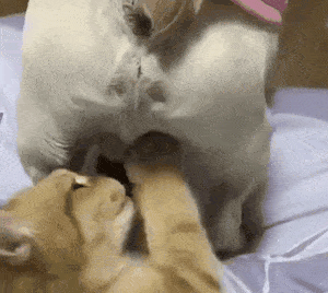 家里养猫咪的要小心了,这种猫咪可是会吃蛋蛋的!