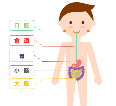 温故知新 内含福利 | 知识营充电站:消化道小知识,你掌握了多少?