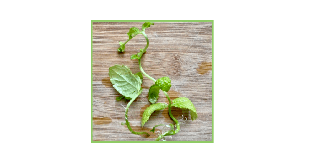 保养|7月好物|活力夏日，给皮肤＂干净＂的保养