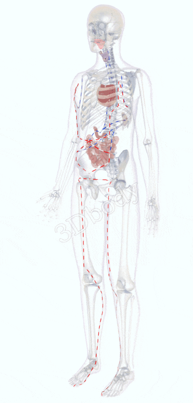位于胆经前,三指距离到经中;口腔糜乱牙肿痛,口干口臭腹胀痛;体热打嗝
