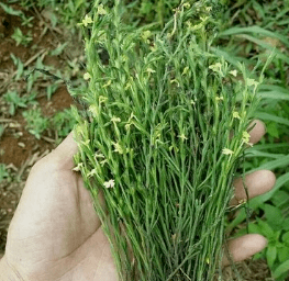 芳草百味|这"半寄生"植物,虽是农田的害草,却能治疗小儿疳积?