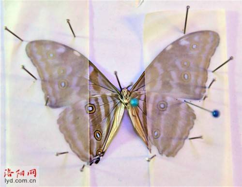蝴蝶|洛阳一对夫妻把兴趣变为生意：制作蝴蝶标本 创造幸福生活