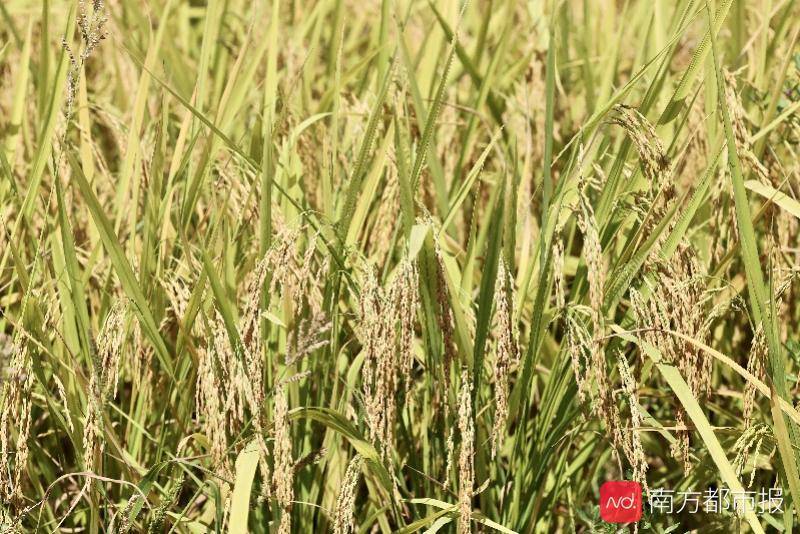 种植|广州早稻收割季：“从化香米”迎丰收，农忙季农民却很清闲