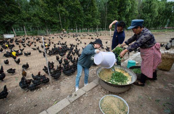 种养殖|高原彝乡：“飞鸡”孵出“致富蛋”