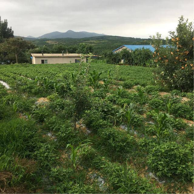 乡村人口疏化_乡村振兴图片