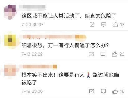 老虎|现场画面曝光！的哥开车突遇东北虎，默默对视20分钟…
