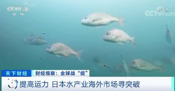 水产业|每公斤0.65元！这种日料店常见的鱼价格暴跌！吃货们急了