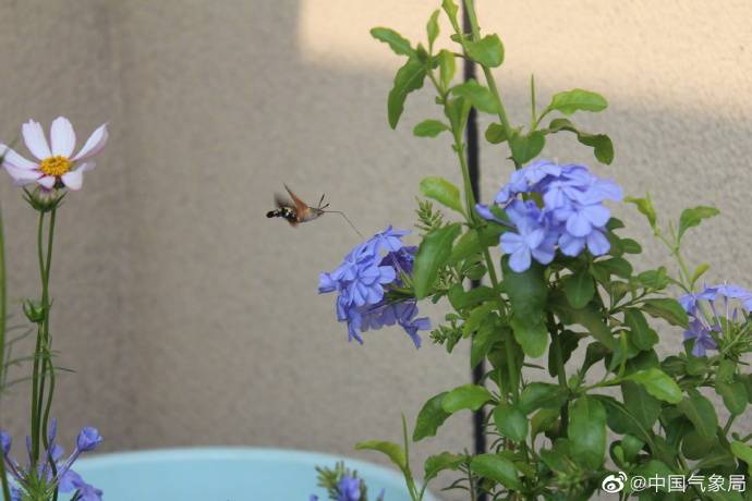 昆虫|昆虫世界里的“四不像”