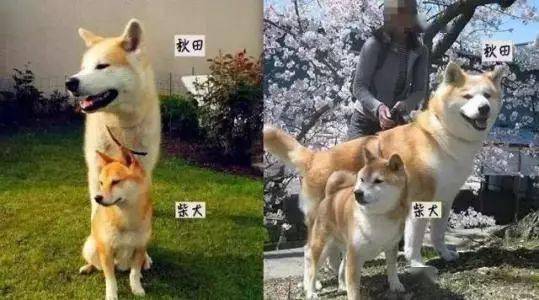 为什么柴犬那么红?