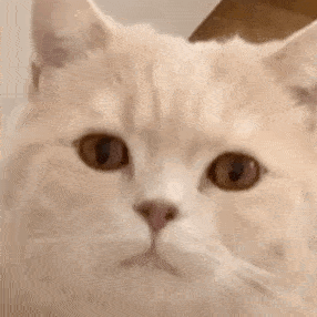 萌宠百科|谁才是猫咪中